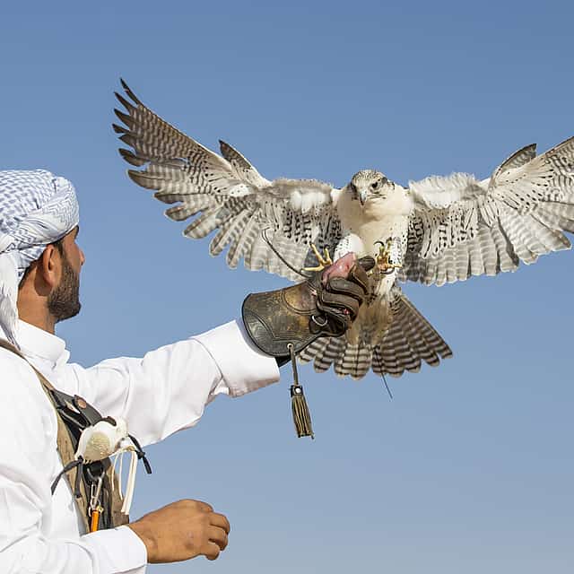 Evening Desert Safari with Quad Bike Ride and Falcon Photography