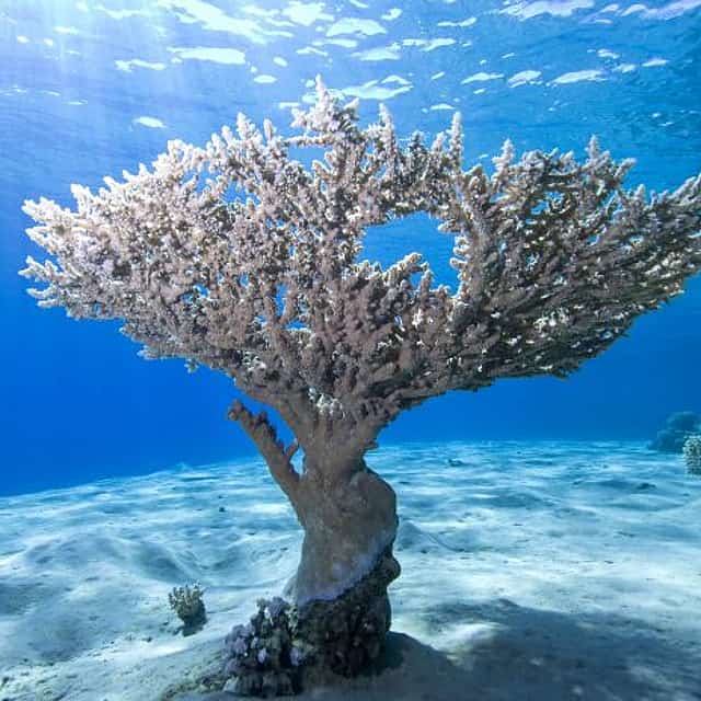 White Island and Ras Mohammed National Park Snorkeling Boat Trip