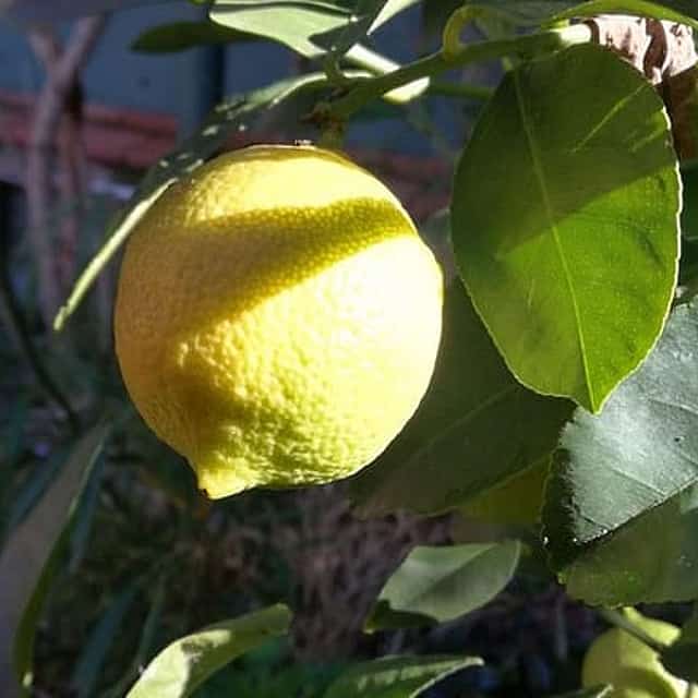 Market Tour, Traditional Cooking and Limoncello class