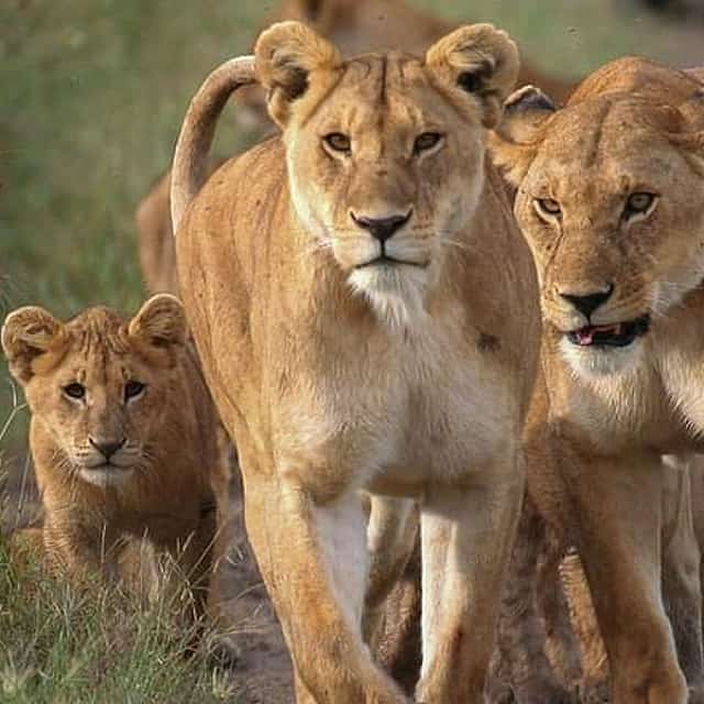 4 Days Small Group Maasai Mara and Lake Nakuru Safari
