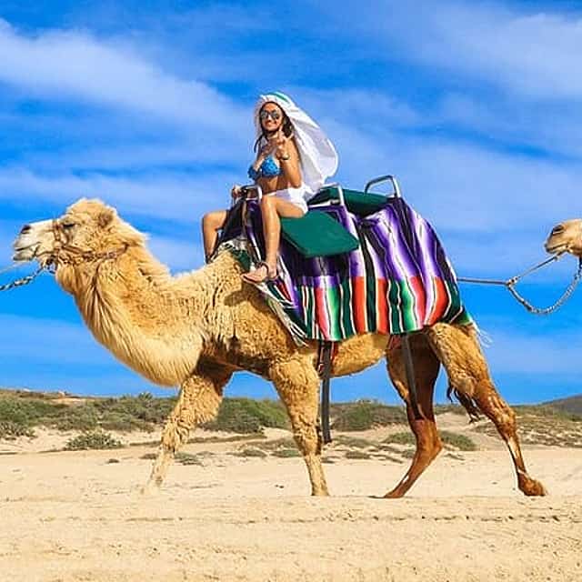 Los Cabos Beach Camel Ride Adventure