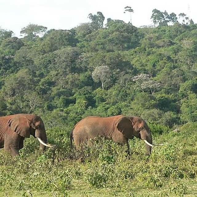 Overnight Safari To Aberdare National Park From Nairobi