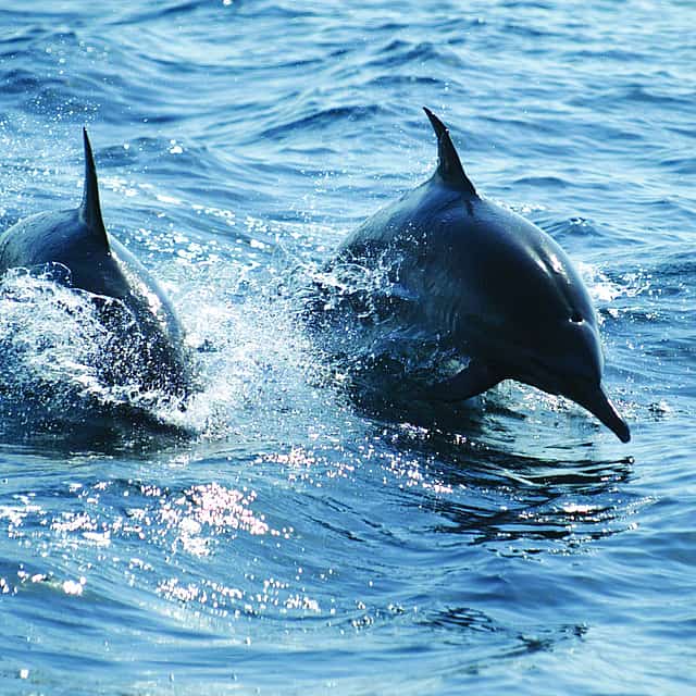 Dolphin & Turtle Watching Tour
