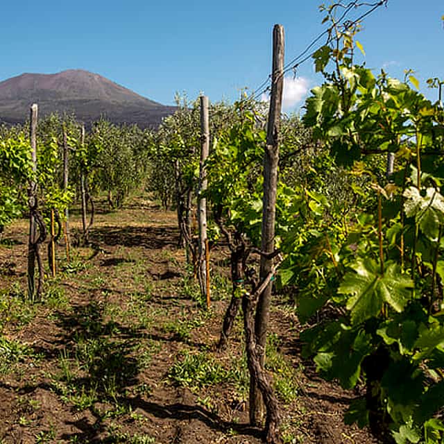 WINE TASTING on Vesuvius tour from Naples - Group Tour