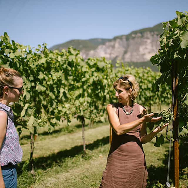 Teroldego Vineyard Tour with 3 Wine Tasting in Mezzocorona