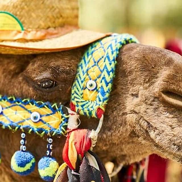 Camel Ride in Marrakech Palm Grove
