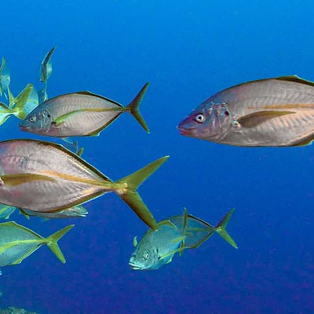 Azores: Diving in Terceira Island
