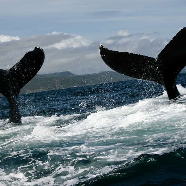 Humpback Whale Watching in Samaná Bay and Cayo Levantado