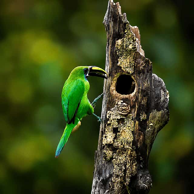 Curicancha Wildlife walk tour