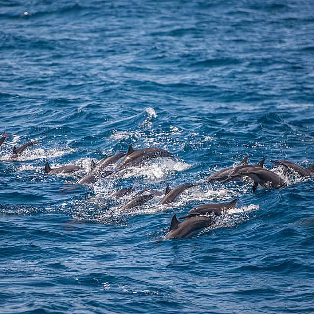 Marine Odyssee: Delfinbeobachtung und Schnorchelabenteuer
