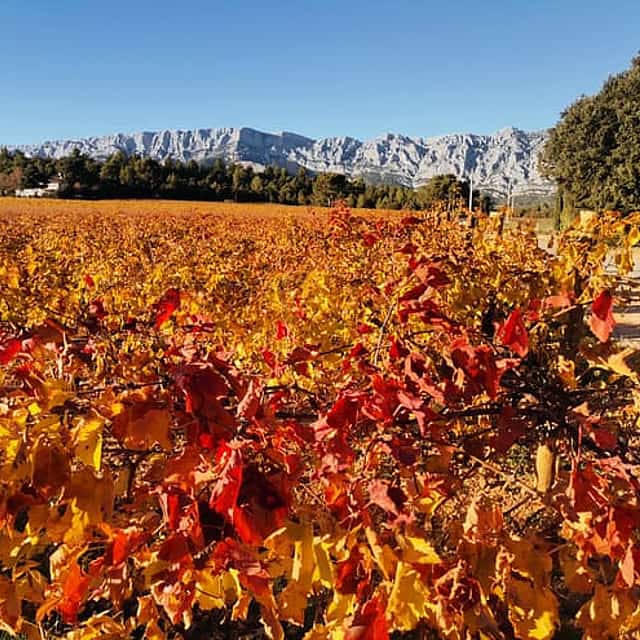 The vineyards of the Coteaux d'Aix-en-Provence and the Sainte-Victoire Mountain