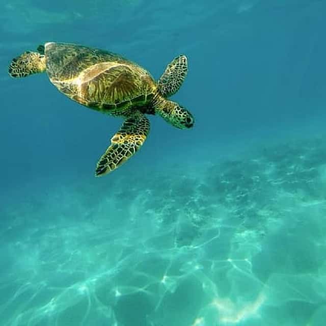 Výlet za želvami Caretta-Caretta