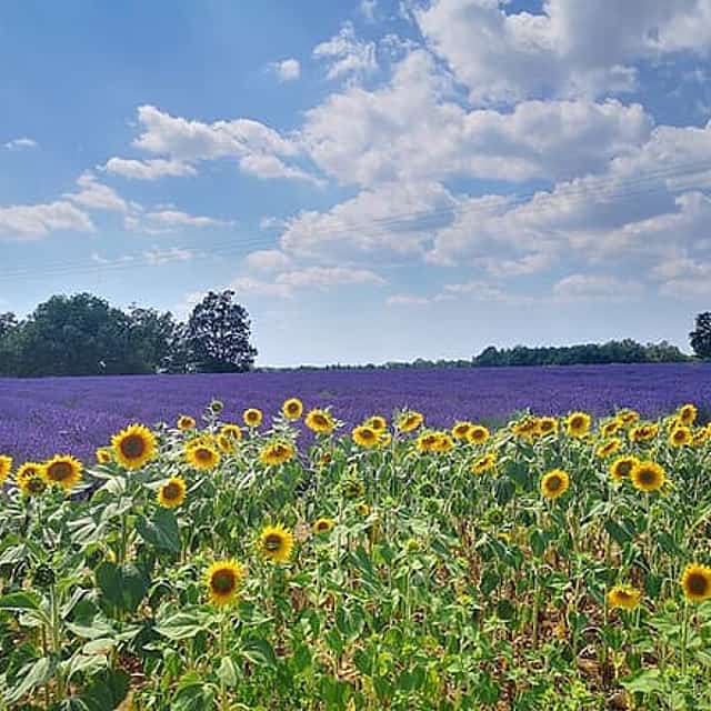 Private fullday Provence Lavender Fields