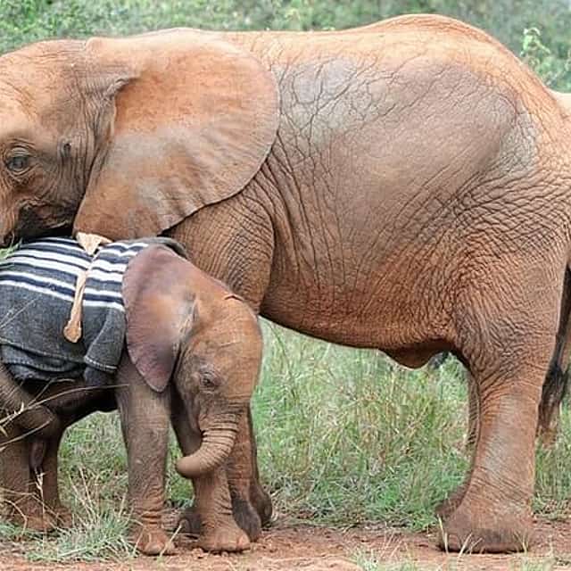 Elephant Orphanage & Giraffe Centre Tour