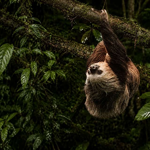 Monteverde Wildlife Night Tour with Steven