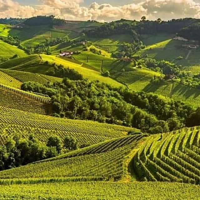 One Day Private Tour of Alba City of Wine and Truffles
