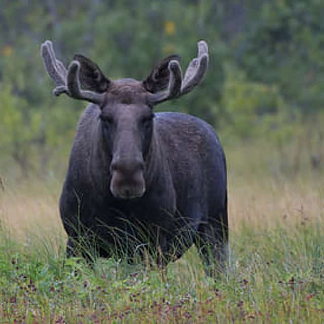 Moose Safari