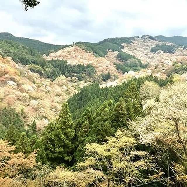 Full-Day Private Guided Tour to Yoshino, Japanese Mountain
