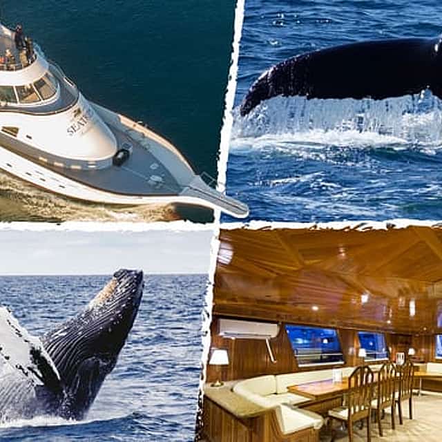 Sailing with Giants: Whale Watching from Reykjavik