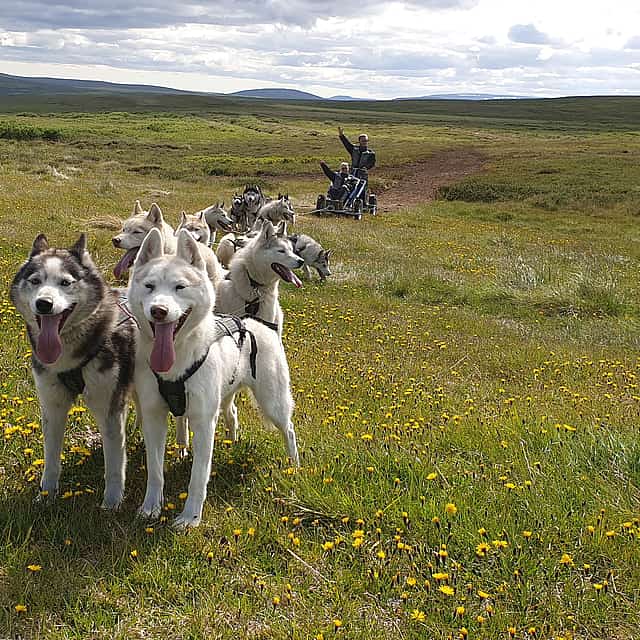 Siberian Husky Cart Ride