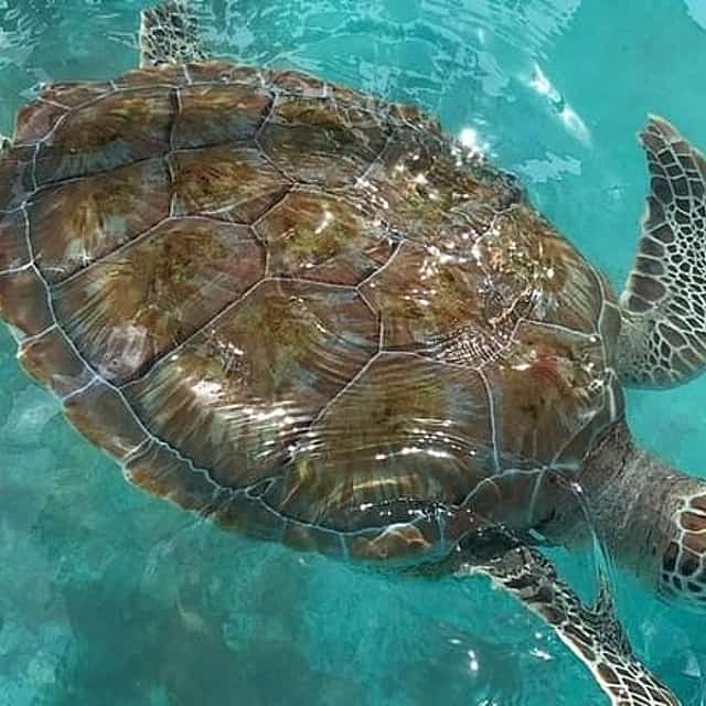 Full Day Tour Snorkeling with Turtles in Akumal, Tulúm and Playa del Carmen
