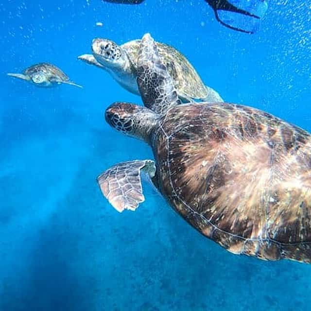 Experiencia de snorkel con tortugas marinas, São Vicente