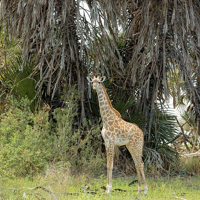 6 Días Sаfаri Amboseli, Lago Nakuru y Maasai Mara