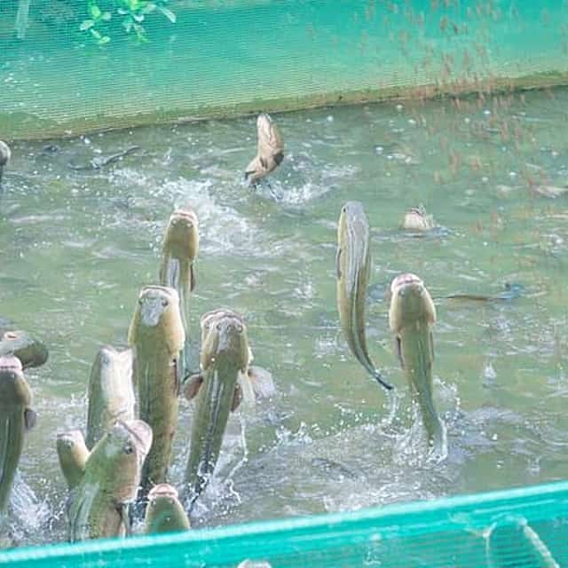 Mekong Delta Discovery 4 Day Biking Tour