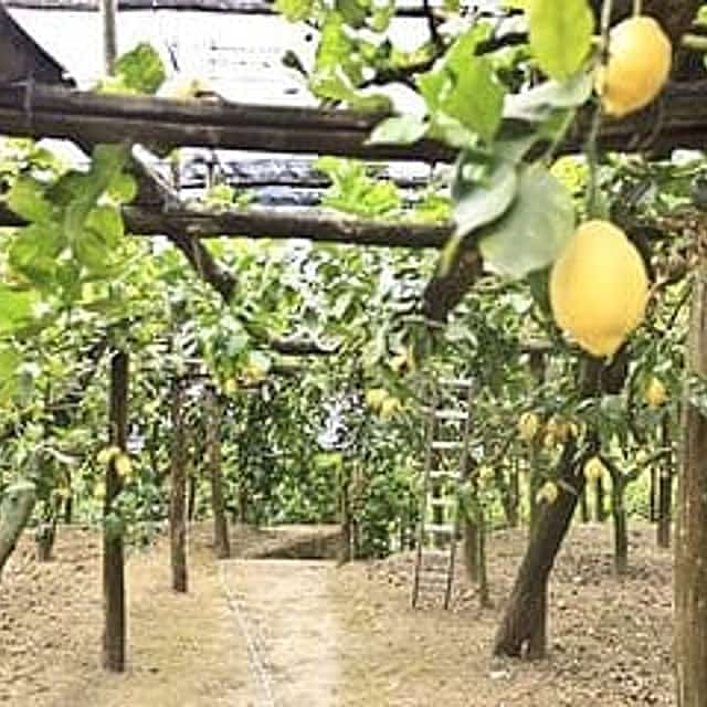 Weekend in Sorrento with Farm Tour