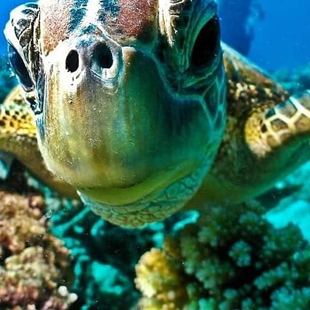 Semi Denizaltı Hurgada, Safaga, Soma Bay, Makadi, El Gouna'dan Sualtı Turu
