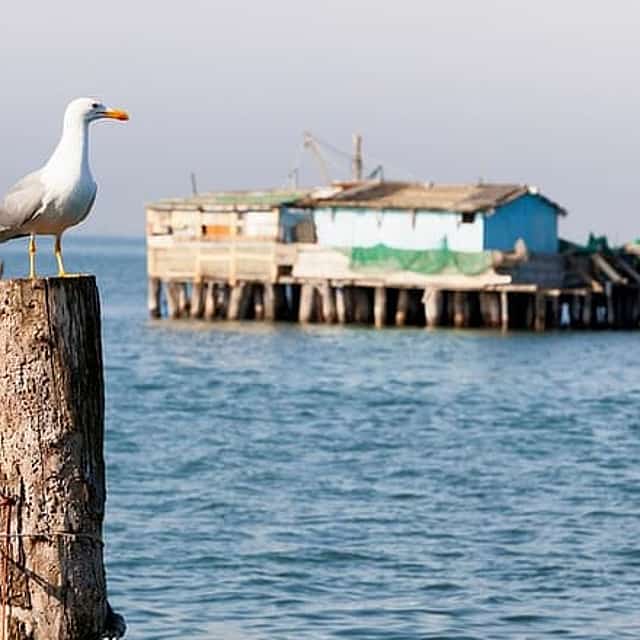 Venice Bike Hopping Tour: Lido & Pellestrina