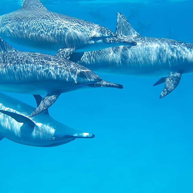 Kizimkazi Dolphin Tour