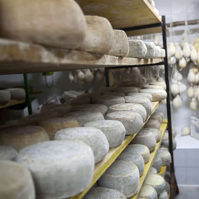 White gold from milk - visit to a typical Santa Caterina cheese dairy