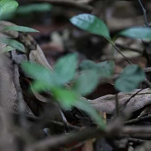 6 Days Amazon Jungle Adventure Tour
