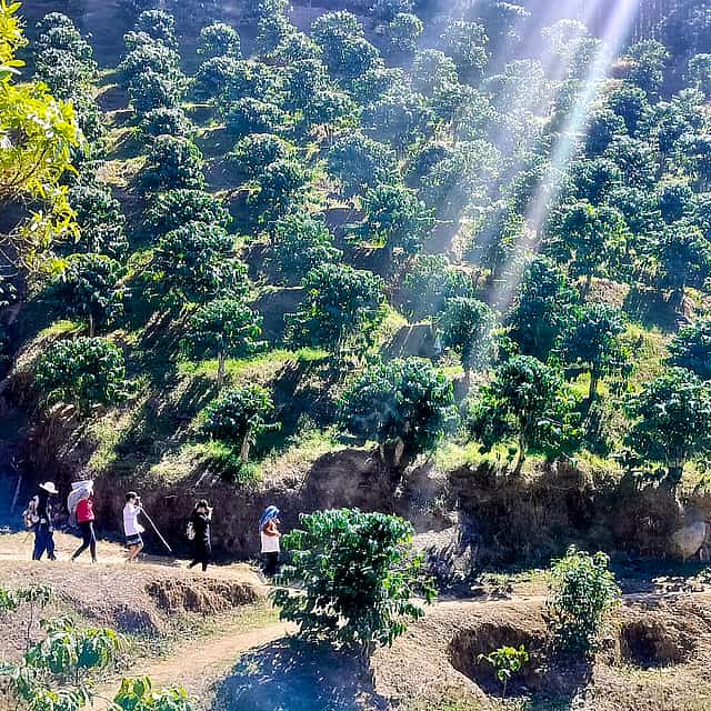 5 Günlük Otantik Dalat Kahve Çiftliği ve Doğa Yürüyüşü Deneyimi