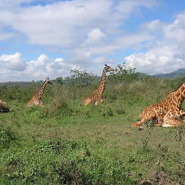 Arusha National Park Day Tour with Walking Safari & Canoeing