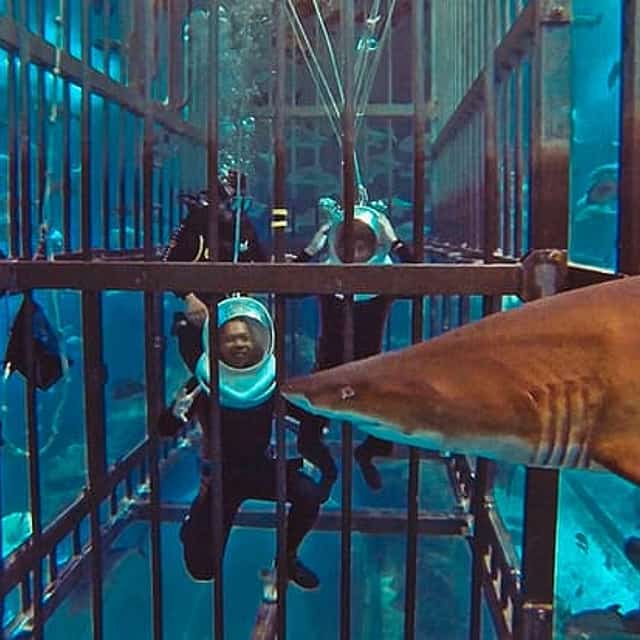 Requin-Marcheur