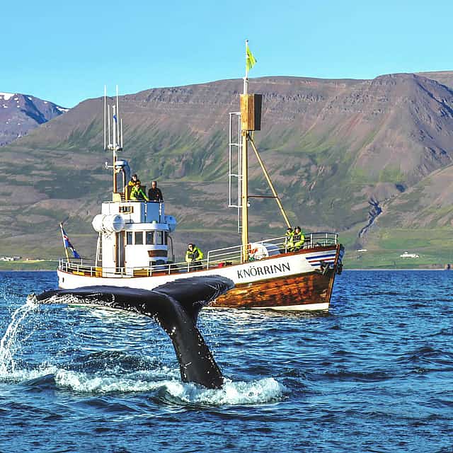 Walbeobachtung von Árskógssandur – 30 Minuten von Akureyri
