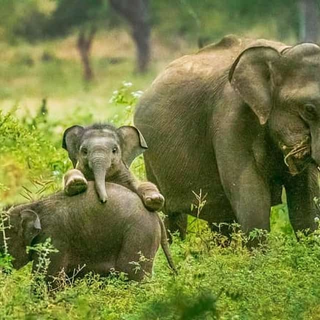 Yala National Park Safari from Tangalle