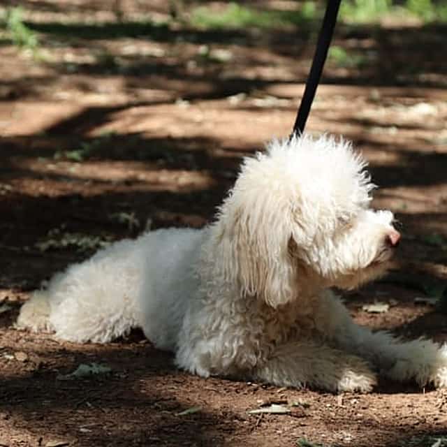 Truffle digging demonstration and tasting