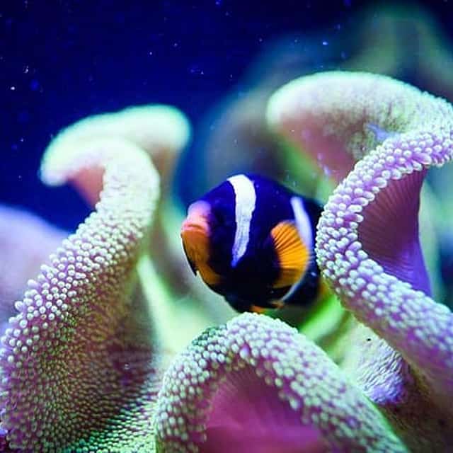 Grand Aquarium from Hurghada