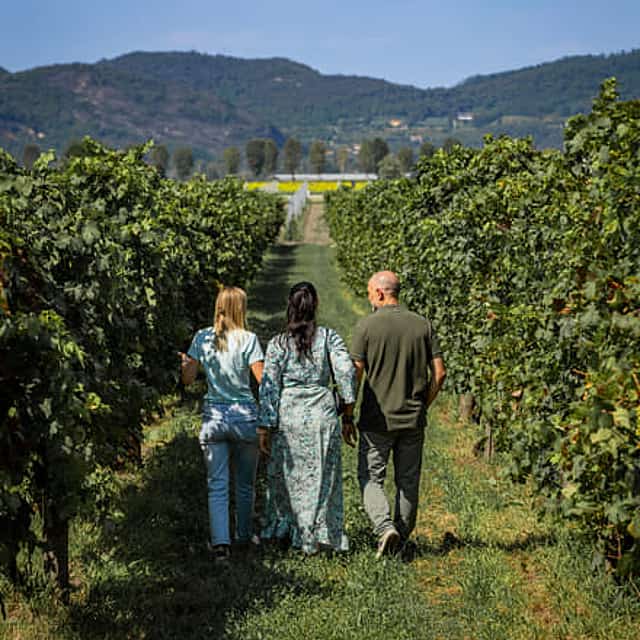 From Padua: Olive Oil & Wine in the Euganean Hills