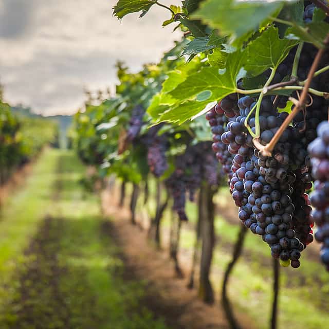 Son Prim Weingut Hubschrauberrundflug