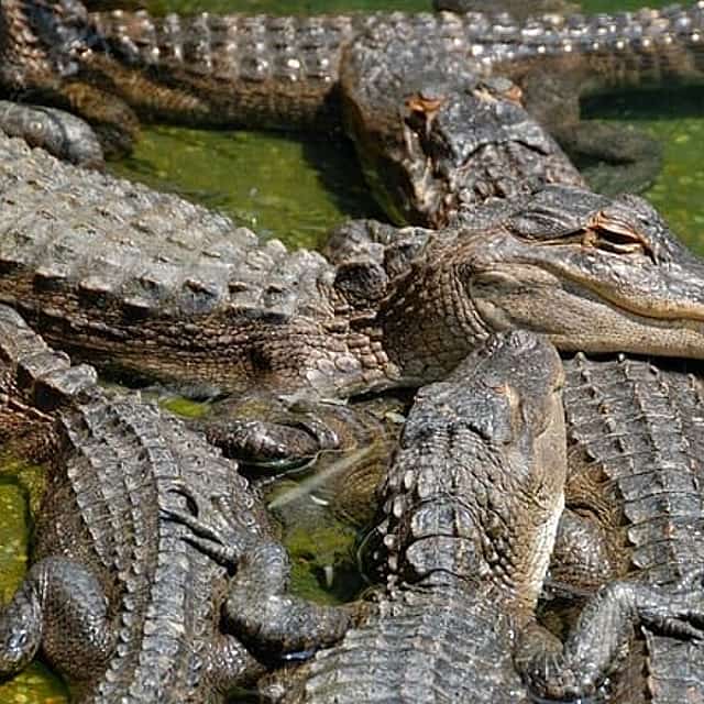 Everglades and Airboat Tour From North Miami Beach