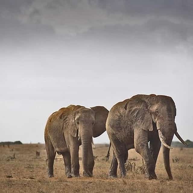 2-Day Mombasa to Tsavo East National Park Wildlife Safari