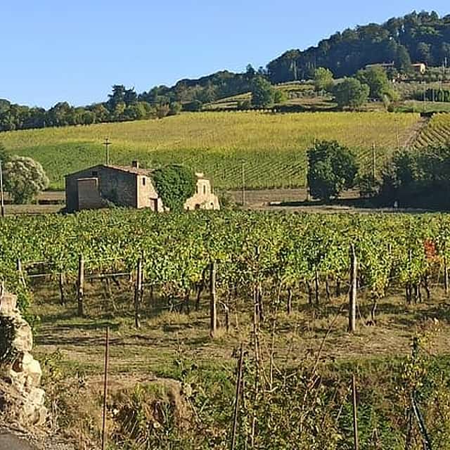PRIVATE TOUR: Chianti Afternoon tour with visit to 2 wine farms