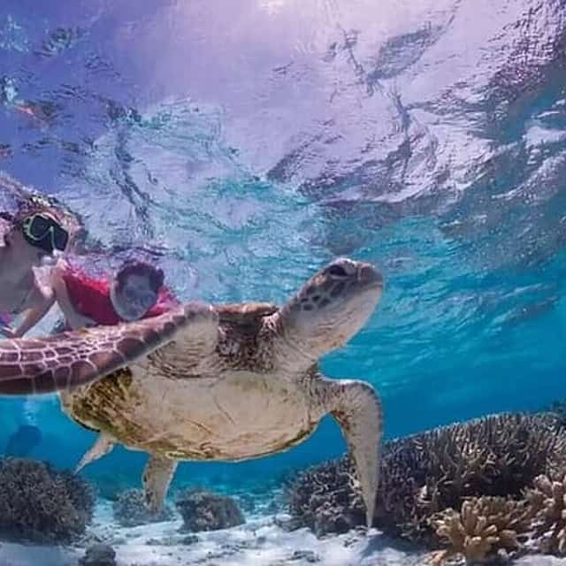 Tulum : Cenote Swim & Turtle Tour with Ruins Visit & Buffette