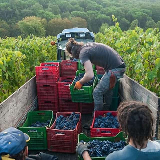 PRIVATE Half-Day Tour: Chianti Classico Wine Experience.