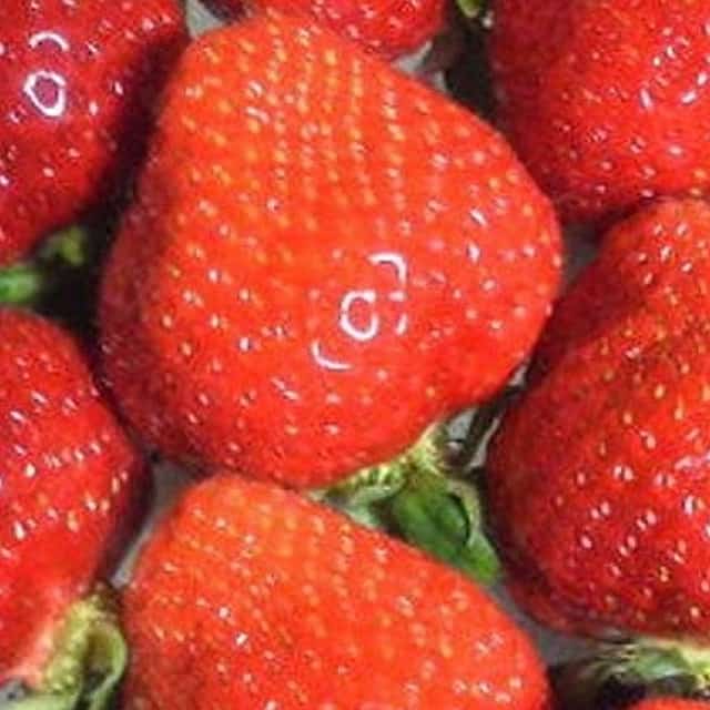 Day Trip to Fruits Pick & Shopping in Fukuoka with Minibus:7m