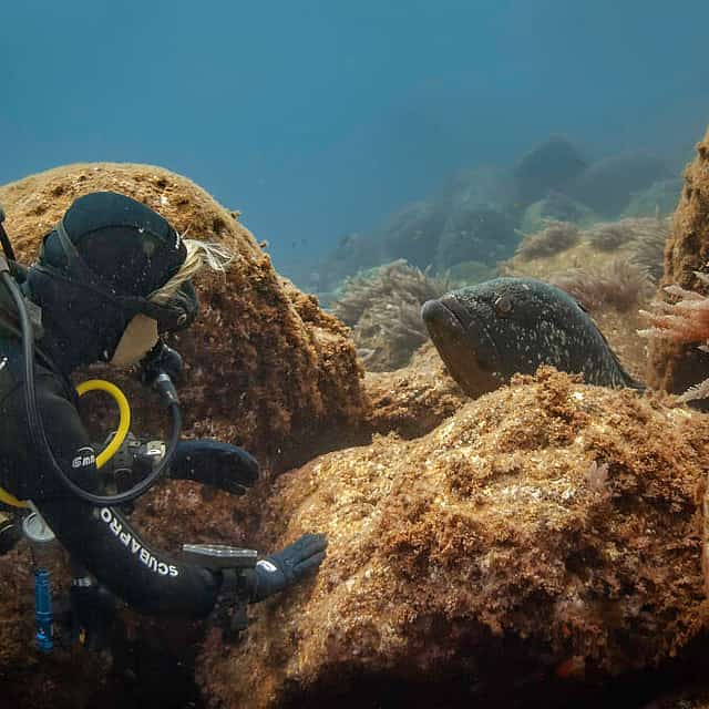Azores: Diving in Pico Island